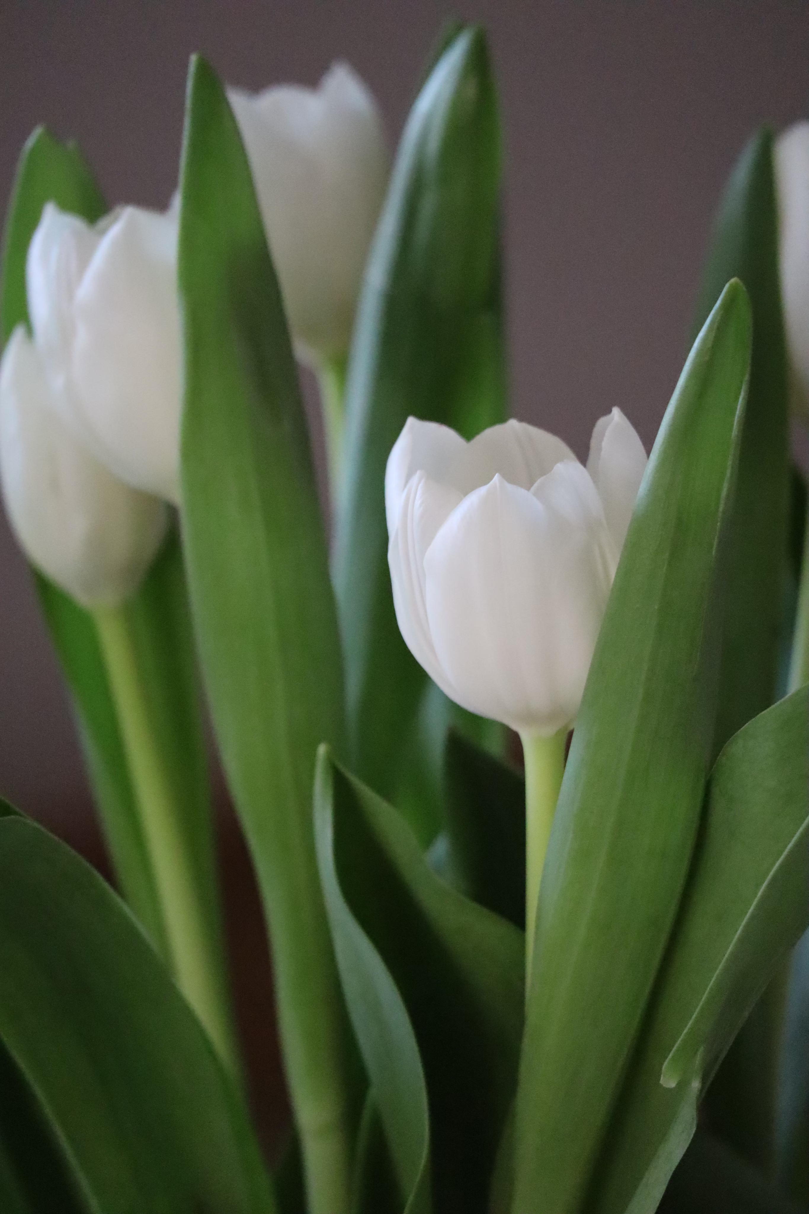 White tulips - image 4 out of 5